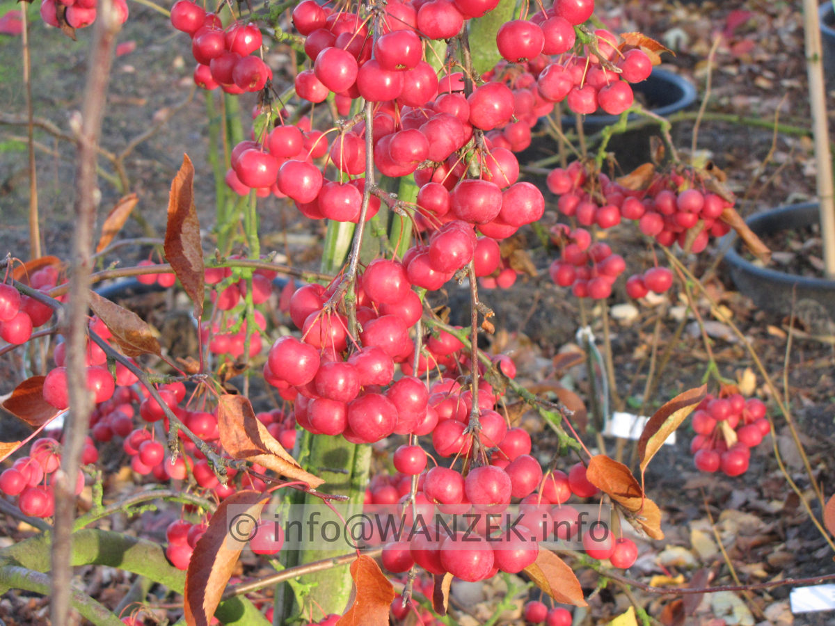 Malus Red Sentinel 6 Fruchtmacro2.JPG